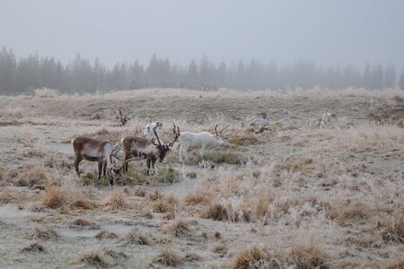 Reindeer grazing in Laplandの写真素材