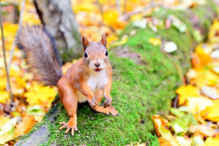 Smiling squirrel in autumn standing on a log