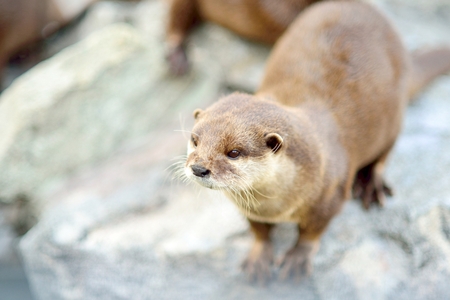 Cute standing otter closeup. Selective focus on the head.の写真素材