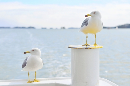 Two Black-Tailed gulls standing and looking at same direction, Matsushima, Japan.の素材 [FY31072656608]