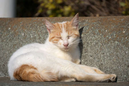 calico cat basking In the sunの写真素材