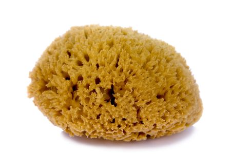 Sponge closeup isolatedの写真素材