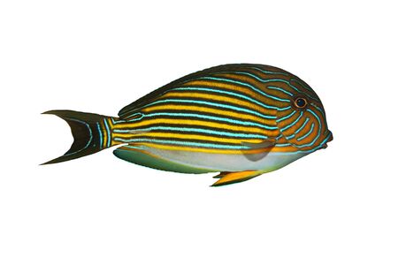 Tropical Fish Acanthurus lineatus isolated on white