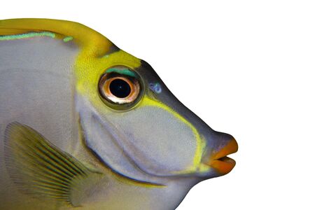 Tropical Fish Naso Tang close up isolated on white