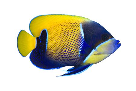 Tropical Fish Pomacanthus navarchus isolated on whiteの写真素材
