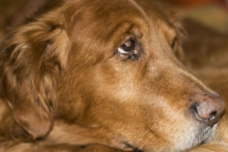 Old golden retriever laying downの写真素材