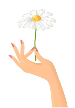 Female hand with camomile. Vector-Illustrationのイラスト素材