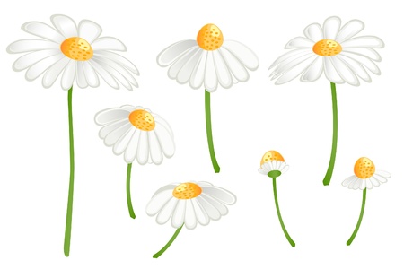 Set of camomile flowers. Matricaria chamomillaのイラスト素材