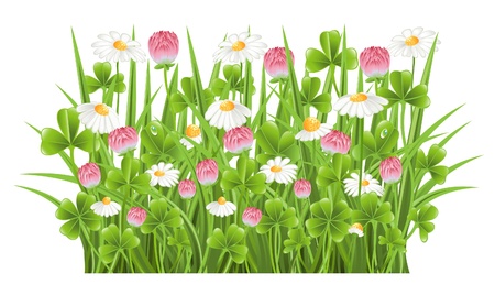 Green grass with clover and camomile flowersのイラスト素材