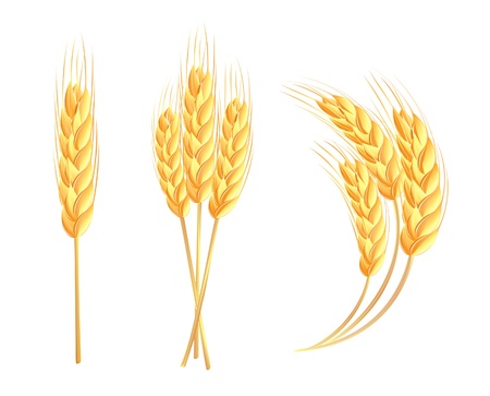 Wheat earsのイラスト素材