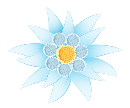Edelweiss (Leontopodium alpinum)のイラスト素材
