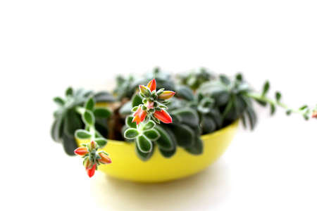 House plant beautiful flowers  Bright little flowers  Juicy, thick, green leaves  Flower in the yellow container  Winter  Cold  Suddenly - joy, smile  Dissolved the red buds on the windowsill  It s a miracle の写真素材