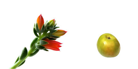 Tiny flower bright  On a white background it is isolated  Apple on a white background is isolated  One の写真素材