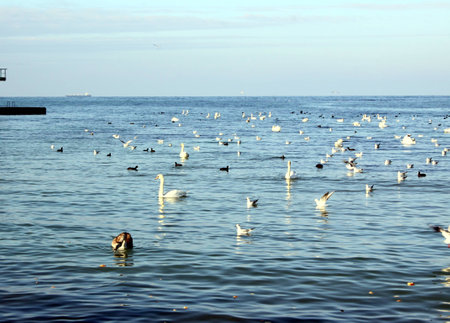 Swans and ducks Swans and ducks float in sea water  Winter sunny day  Citizens and children feed up birds  Birds with pleasure accept an entertainment の写真素材