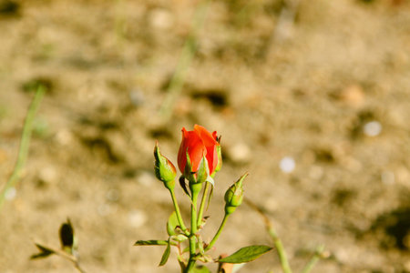Red rose against the soil の写真素材