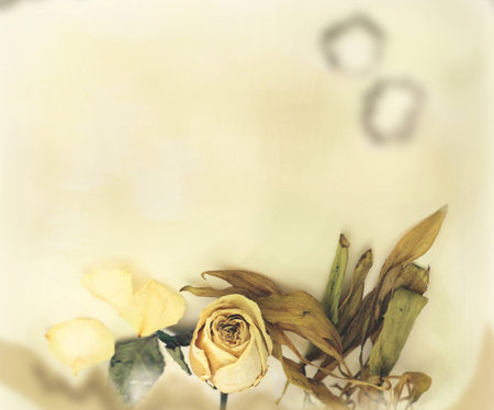 Collage with the dried rose, separate petals and leaves. Tinted image.の写真素材