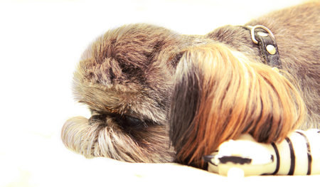 The head of a little, short haired dog in a profile. Nearby - a favourite toy.の写真素材