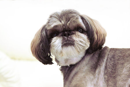 The small doggie of breed of the Shih-tzu shows a hairstyle.Horizontal photo.の写真素材