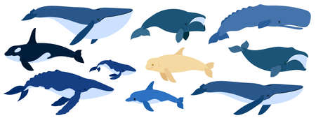 Cartoon set of whales. Beluga, killer whale, humpback whale, cachalot, blue whale, dolphin, bowhead, southern right whale, sperm hale. Underwater world, Marine life. Vector illustration of a whale.のイラスト素材