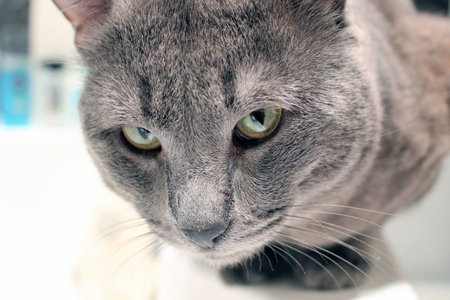 The russian blue catの写真素材