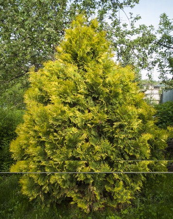 beauty green yellow tree growing in the garden. thujaの写真素材