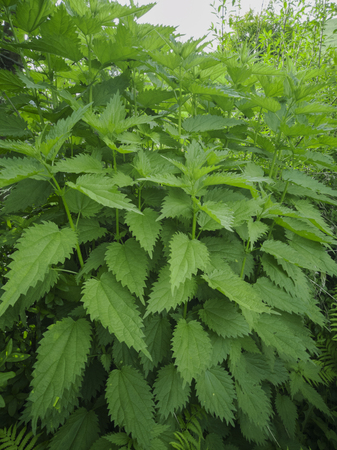 green nettle grows in a garden under a treeの写真素材
