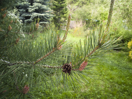 pine branch in spring new scion. nature.の写真素材