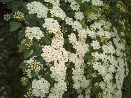 white garden flower. beautiful bush in the garden. Springの写真素材