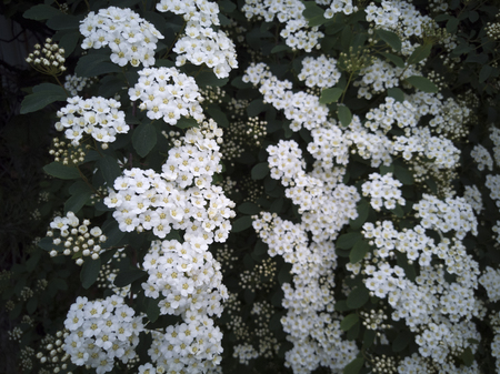 white garden flower. beautiful bush in the gardenの写真素材