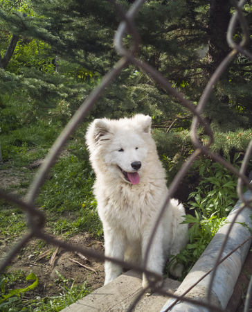 white fluffy dog behind the fence sits and looks. petの写真素材