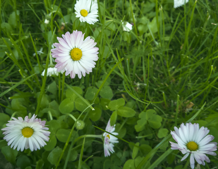 beautiful spring flowers on a green meadowの写真素材