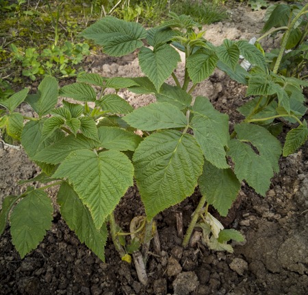 green raspberry bush grows in the ground in the gardenの写真素材