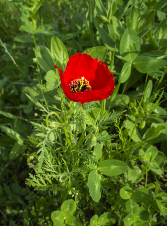 red poppy flower growing in a garden in green grass in springの写真素材