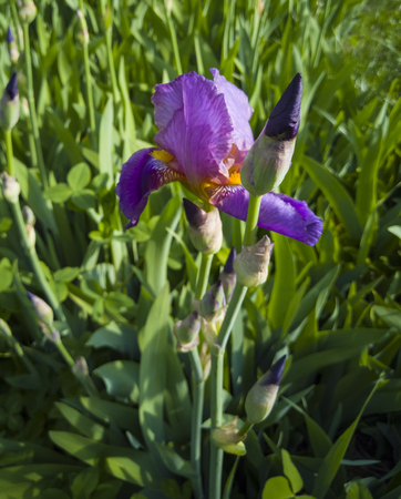 Purple iris flower growing in the garden. bloomed in the spring.の写真素材