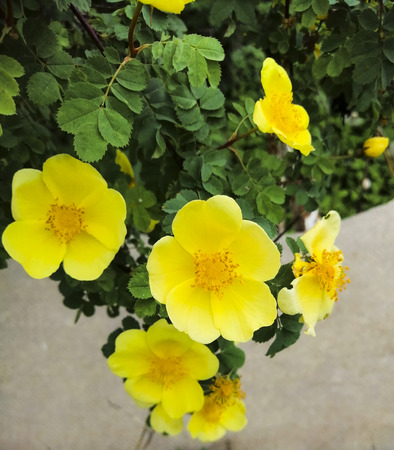 Beautiful yellow flower bloomed in spring. nature. garden. Spring. fence.の写真素材