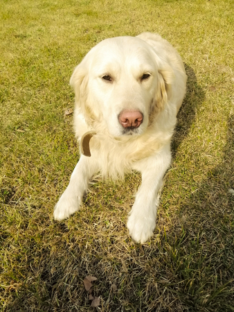 white dog is lying on the green grass. breed retriever.の写真素材