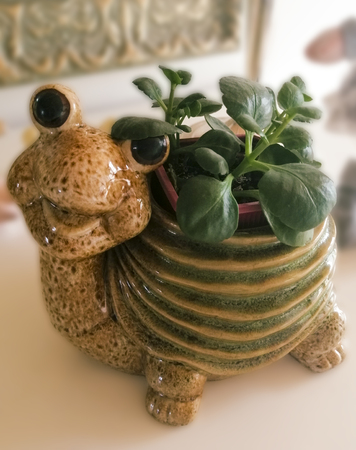 Green turtle figurine, ceramic turtle on a white background. green flower in a ceramic turtle.の写真素材