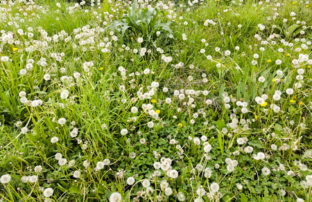 Spring forest meadow flowers landscape. Forest meadow flowers landscape. Forrest meadow flowers in spring.の写真素材