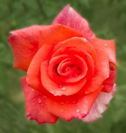 garden plant orange rose. decorative bush with roses. rose for background.の写真素材