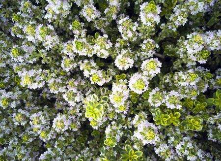 beautiful ornamental plant for the garden. white flowers on a green bush.の写真素材