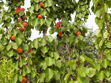Ripe apricots grow on a tree in the garden. Harvest fruits and berries. Juicy and sweet fruit. Food for a vegetarian.の写真素材
