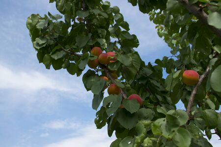 Ripe apricots grow on a tree in the garden. Harvest fruits and berries. Juicy and sweet fruit. Food for a vegetarian.の写真素材