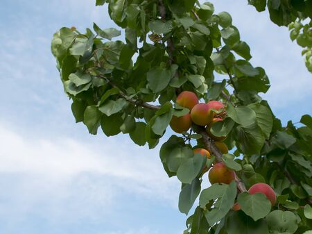 Ripe apricots grow on a tree in the garden. Harvest fruits and berries. Juicy and sweet fruit. Food for a vegetarian.の写真素材