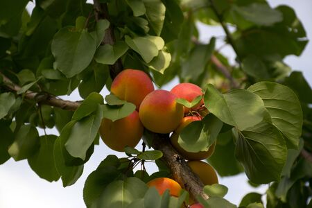 Ripe apricots grow on a tree in the garden. Harvest fruits and berries. Juicy and sweet fruit. Food for a vegetarian.の写真素材