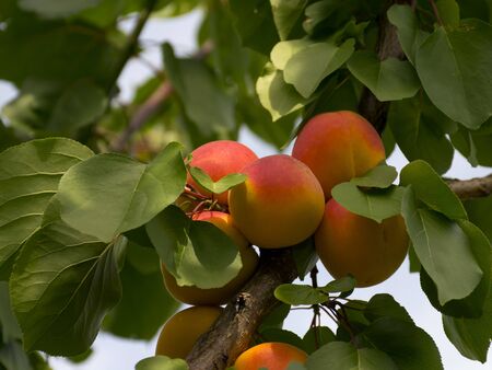 Ripe apricots grow on a tree in the garden. Harvest fruits and berries. Juicy and sweet fruit. Food for a vegetarian.の写真素材