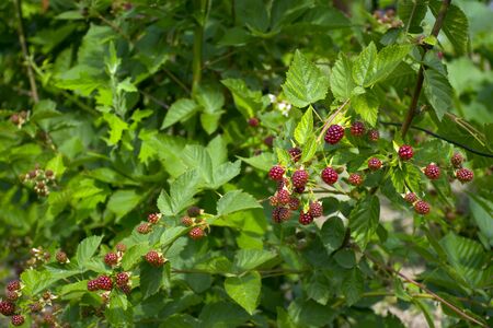 Blackberries grow on a bush in the garden. Black sweet berry. Harvesting.の写真素材
