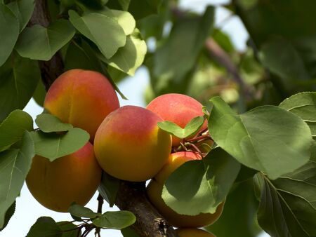 Ripe apricots grow on a tree in the garden. Harvest fruits and berries. Juicy and sweet fruit. Food for a vegetarian.の写真素材