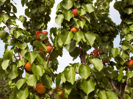 Ripe apricots grow on a tree in the garden. Harvest fruits and berries. Juicy and sweet fruit. Food for a vegetarian.の写真素材