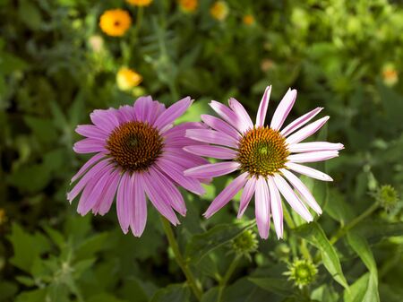 Echinacea. Purple flower Herbal. Medicinal flower. The medicine.の写真素材