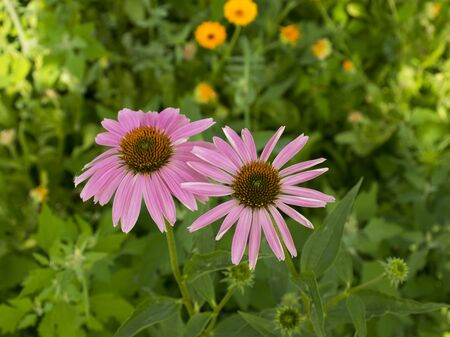 Echinacea. Purple flower Herbal. Medicinal flower. The medicine.の写真素材